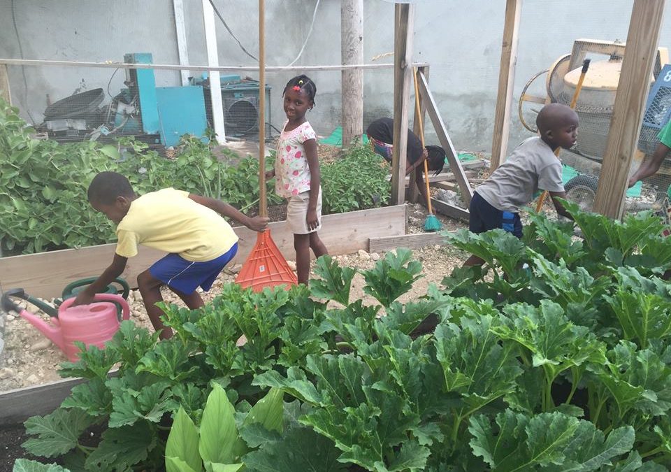 5 Lessons from Our Haitian Garden