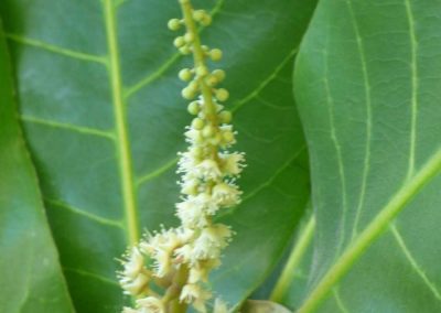 Close up of seedlings in broad green tree leaf