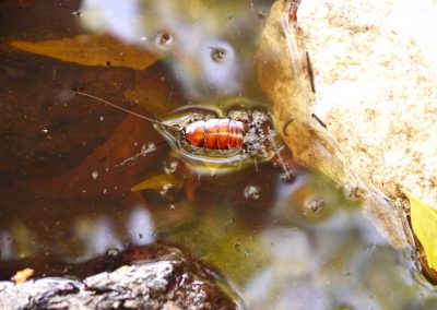 bug swimming in small pool of water between rocks